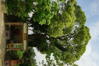 新竹市受保護樹木及綠資源認養計畫2小圖共2張，pic2