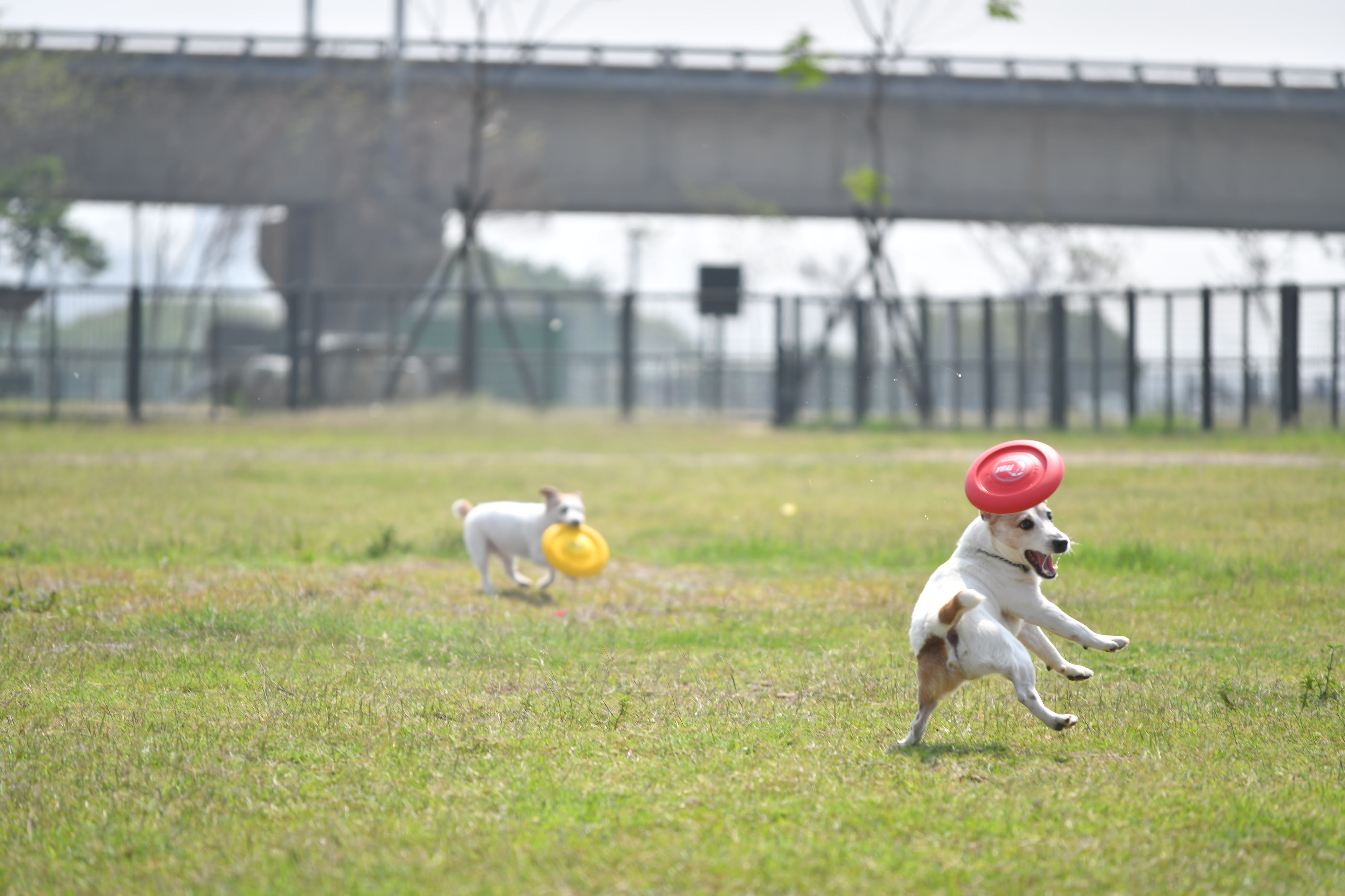新竹左岸狗狗公園啟用 26組遊戲設施日夜都好玩小圖共6張，pic5