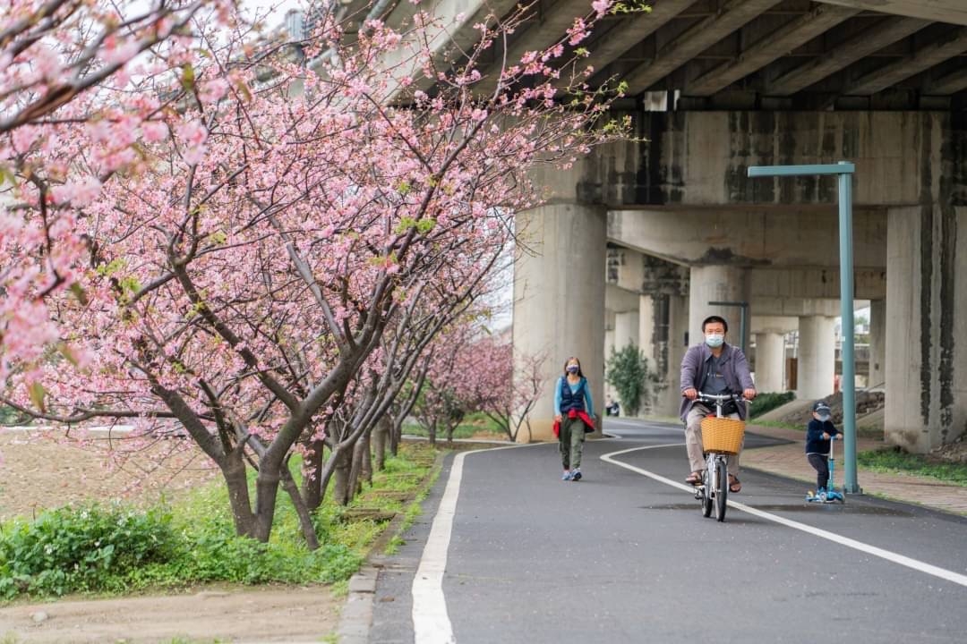 竹市追櫻勝地新竹公園、新竹左岸櫻花開 林智堅市長邀連假一起來賞櫻大圖