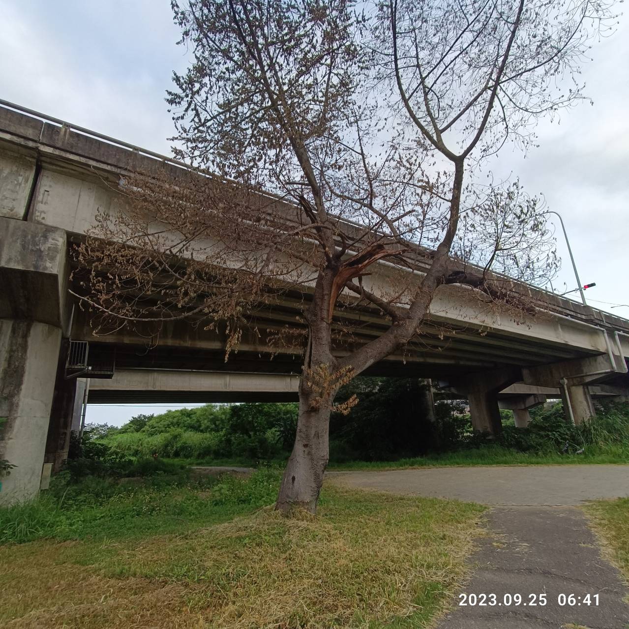 蟲蟲危機解除！新竹左岸危木預警性砍除 守護民眾安全環境小圖共6張，pic2