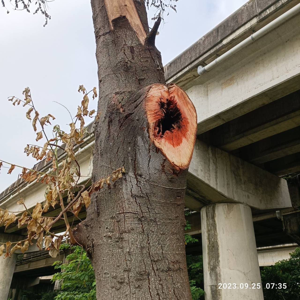 蟲蟲危機解除！新竹左岸危木預警性砍除 守護民眾安全環境小圖共6張，pic3