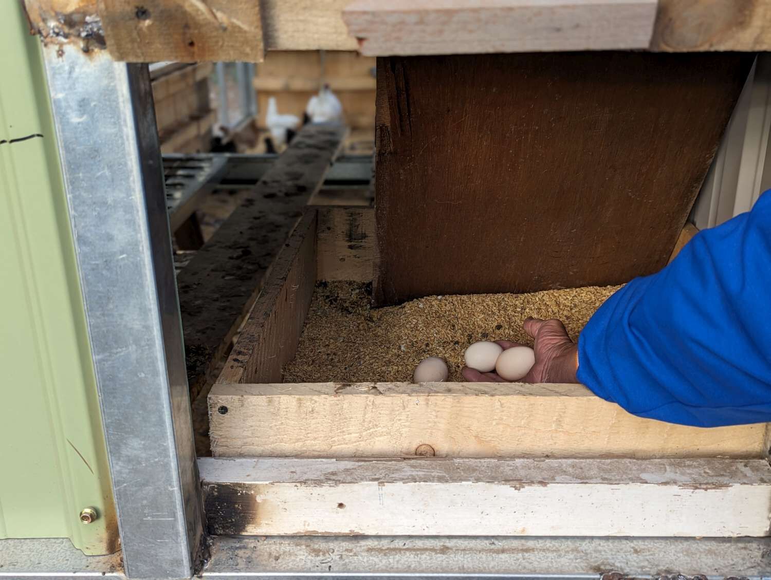 非農地拒用除草劑　竹市舊港基地「堆肥拖車」養雞也可做堆肥小圖共6張，pic3