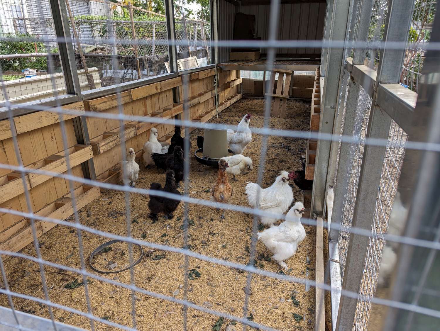 非農地拒用除草劑　竹市舊港基地「堆肥拖車」養雞也可做堆肥小圖共6張，pic4