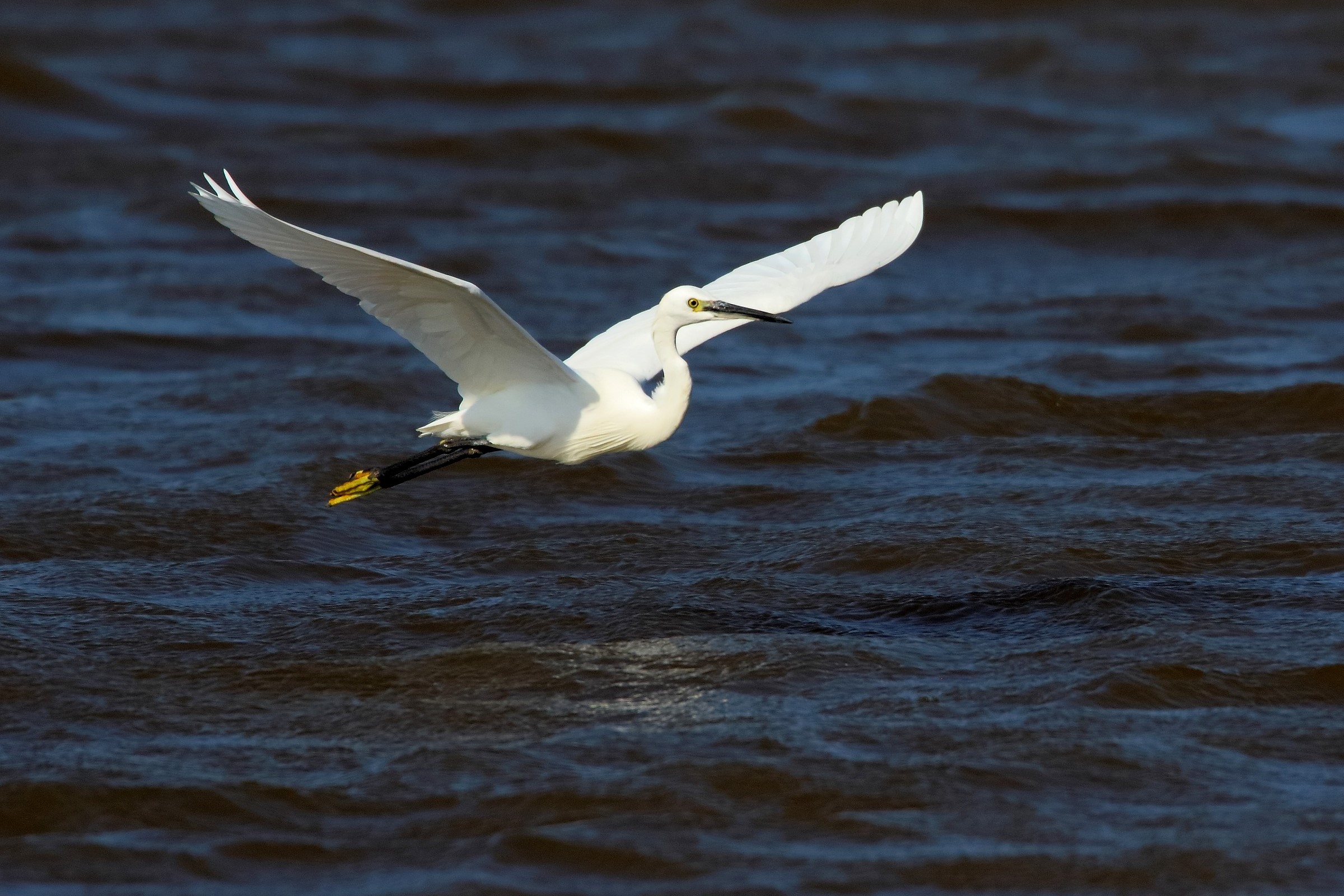 竹市溪埔子志工齊聚交流 共同守護水鳥棲地、打造永續城市生態小圖共6張，pic2