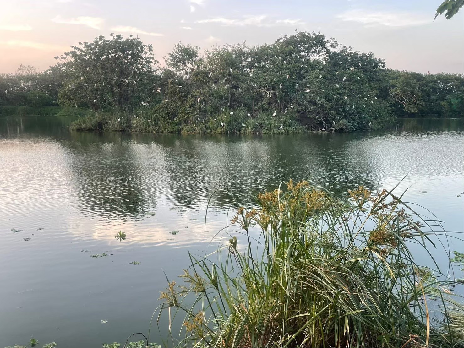 竹市溪埔子志工齊聚交流 共同守護水鳥棲地、打造永續城市生態小圖共6張，pic6