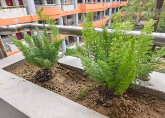 竹市ESG平台媒合竹科企業打造校園「天然清淨機」！ 高虹安市長：公私協力共築清新校園小圖共6張，pic4